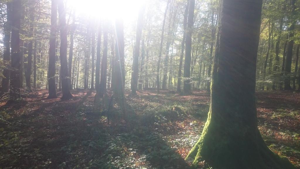 Fewo Zum Sonnenschein Simmerath Buitenkant foto
